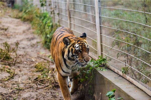 虎寶寶克哪個生肖的父親_十二生肖
