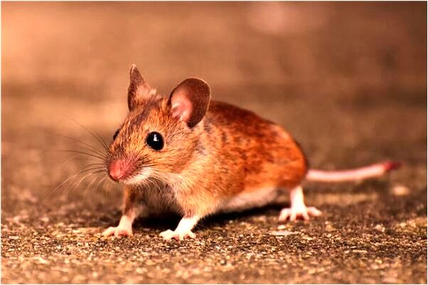 夢到了很多熊追擋咬是好是壞_周公解夢官網