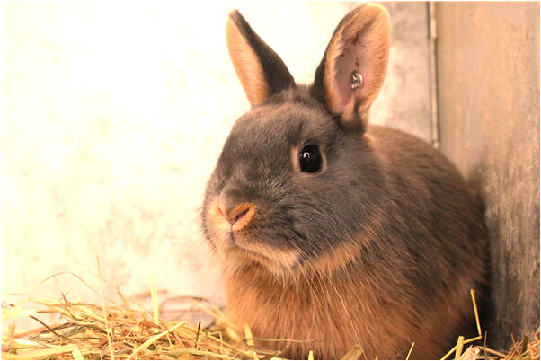 夢見打報警電話預兆了什麼嗎_周公解夢官網