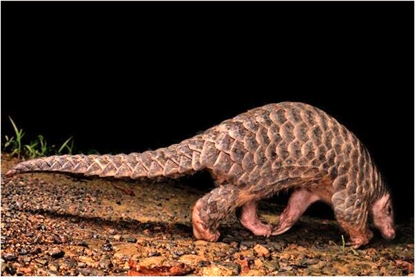 夢到家裡的牛追我是好事還是壞事_周公解夢官網