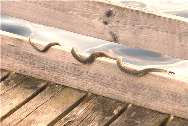 夢到了沒洗頭啥意思_周公解夢官網