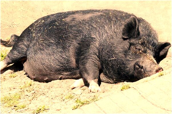 夢到親兄弟爭鬥會是什麼預兆_周公解夢官網