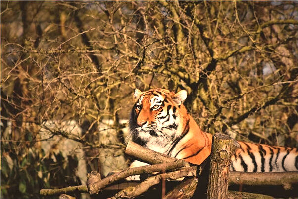 夢見褲子裡面有屎意味什麼_周公解夢官網