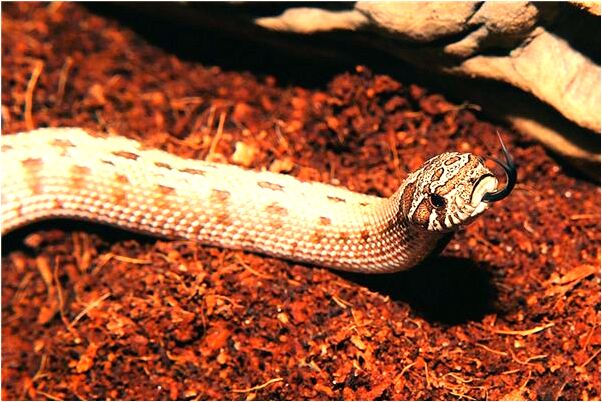 夢到拆老宅怎么回事_周公解夢官網