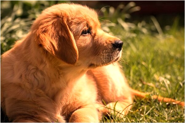 夢到蘋果樹枝繁葉茂是不是好的徵兆呢_周公解夢官網