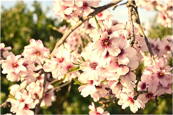 夢到了畢業旅行會是什麼預兆_周公解夢官網