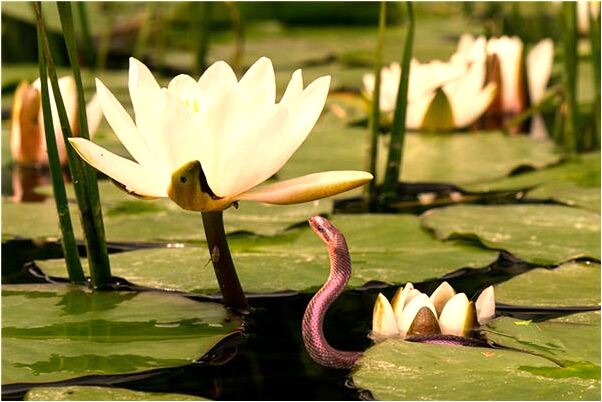 夢到了自己已成人妻會是什麼預兆_周公解夢官網