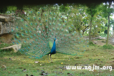 Dream of the peacock chirping