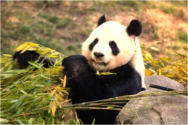 夢見頭戴紅色布意味著什麼_周公解夢官網