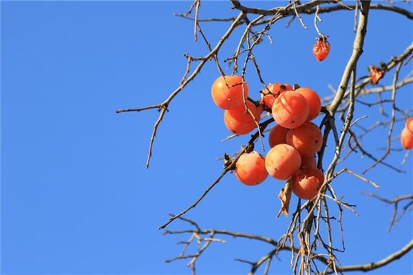 夢見柿子熟了摘柿子吃_周公解夢