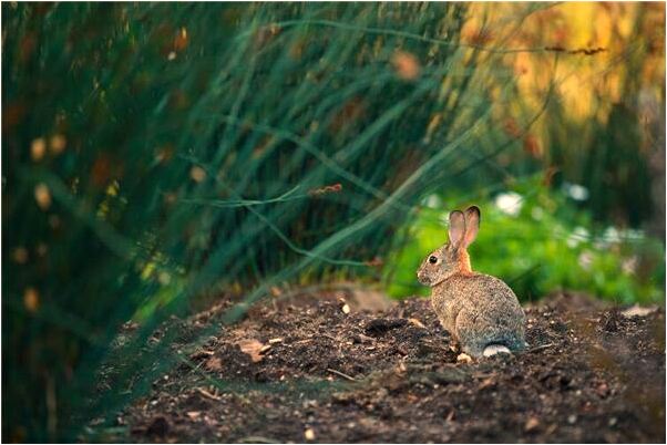 夢到別人為了我吃醋打架是什麼意思_周公解夢官網