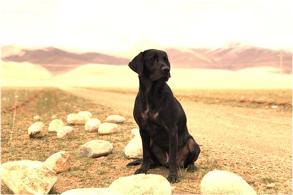 夢到了女友和別人偷偷的私會有什麼意思嗎_周公解夢官網