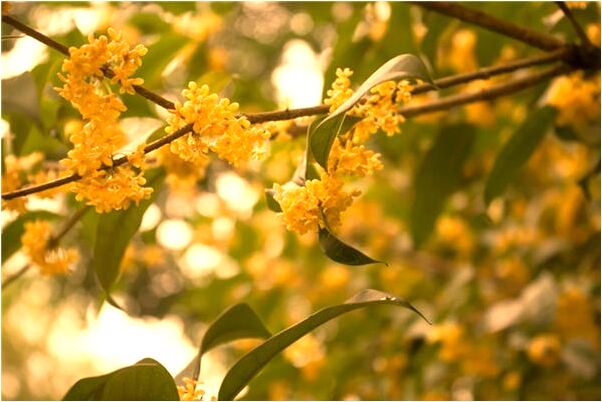 夢到了去世的親人說窮預示什麼_周公解夢官網