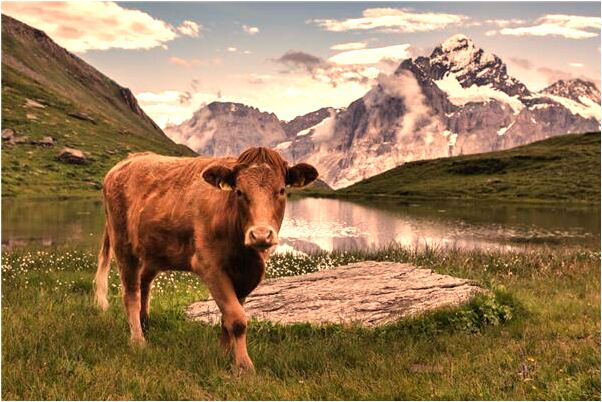 夢到了髮根變粉紅色是啥意思_周公解夢官網