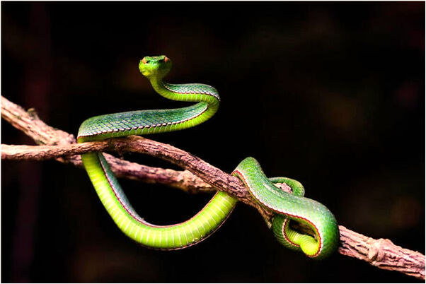 夢到了蟒蛇吃兔子有什麼徵兆_周公解夢官網