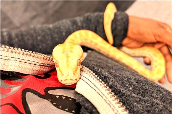 夢到了王晶電影是什麼徵兆_周公解夢官網