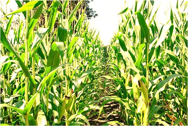 夢到大風和吃東西代表著什麼?_周公解夢官網