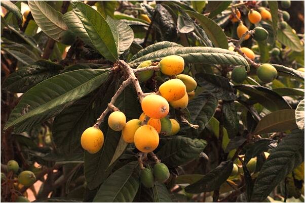 夢到了和老公打架離婚會是什麼預兆_周公解夢官網