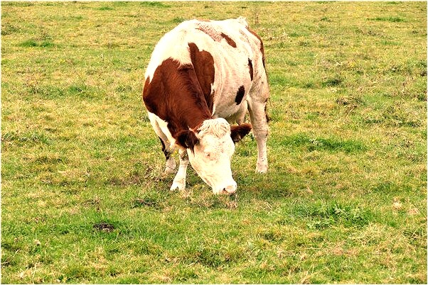 夢見成幢房子被扒是什麼意思？_周公解夢官網