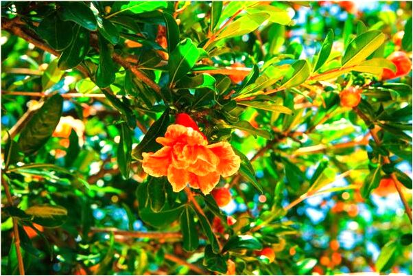 夢到了撿到滿嘴棺材牙的棄嬰是不是好的徵兆呢_周公解夢官網