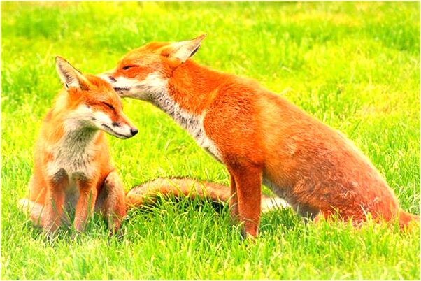 夢見戀人突然去世是什麼徵兆_周公解夢官網