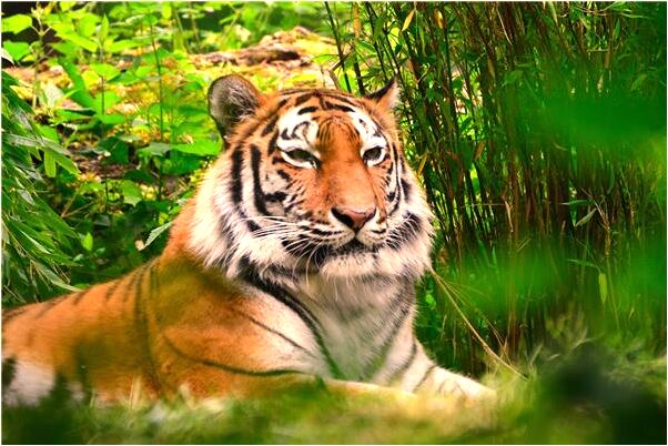 夢見媽媽掉進墳里有什麼說法_周公解夢官網