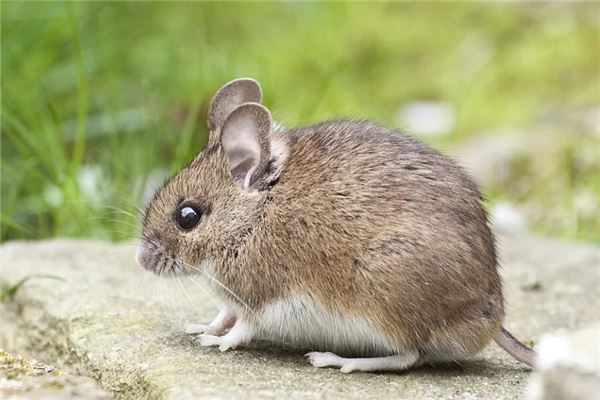 夢見老鼠亂竄_周公解夢