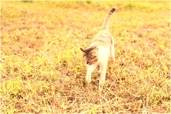 夢到了狗狗叫是啥意思_周公解夢官網
