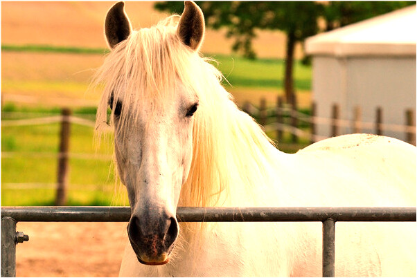 夢到經理在遜我是什麼意思_周公解夢官網