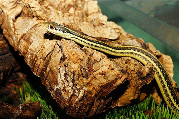 2001年屬什麼？_十二生肖