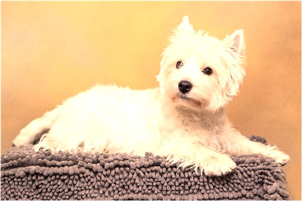 夢到圖書館內遇見舊同事是好事還是壞事_周公解夢官網