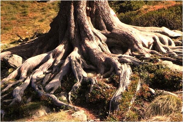 夢到了自己變成半人半蛇意味著什麼_周公解夢官網