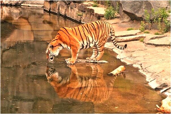 夢到了自己生一隻小雞是什麼啟示_周公解夢官網