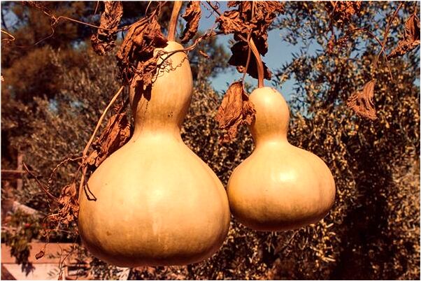 夢到很多人摸我陰部是什麼預兆？_周公解夢官網