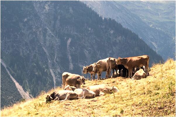 夢到了出殯的人送長頭髮是好是壞_周公解夢官網