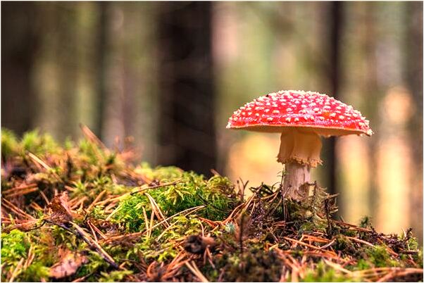 夢到了追到敵人會是什麼預兆_周公解夢官網