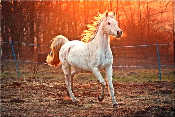 夢見上司坐在褥子上是不是好的徵兆呢_周公解夢官網