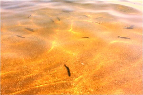 夢到樹林裡有死人屍骨會是什麼預兆_周公解夢官網