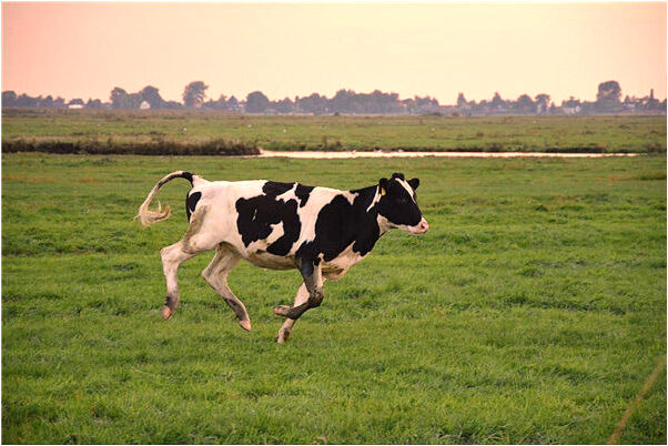 夢到了有人把砍掉頭尾蛇送來有什麼說法_周公解夢官網