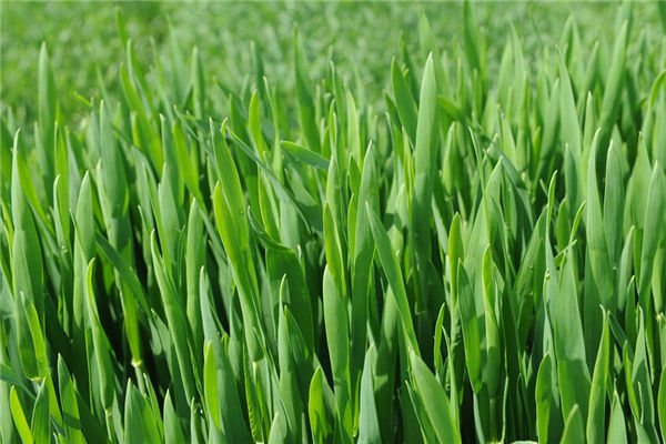 夢見麥苗_周公解夢