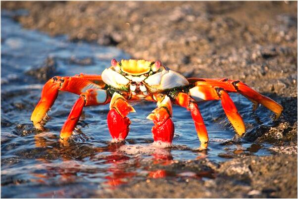 夢到了買地建房意味著什麼_周公解夢官網