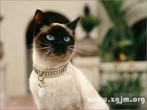 Gemini is most suited to pet cat: Siamese cats _ the zodiac