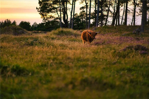 夢見小牛是什麼意思_周公解夢