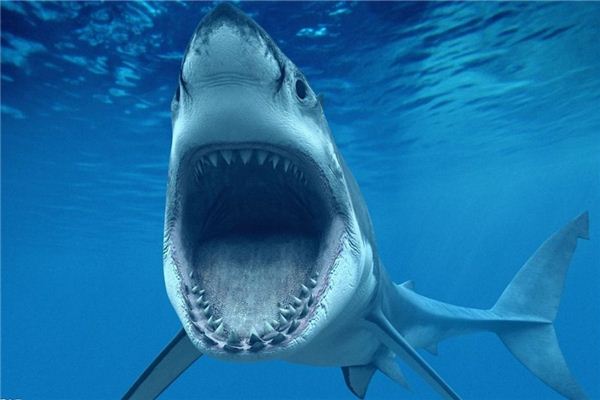 夢見鯊魚：活魚進財，魚死失財_周公解夢