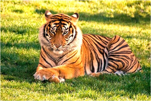 夢到了舅舅的腳壞了在砍掉是什麼啟示_周公解夢官網