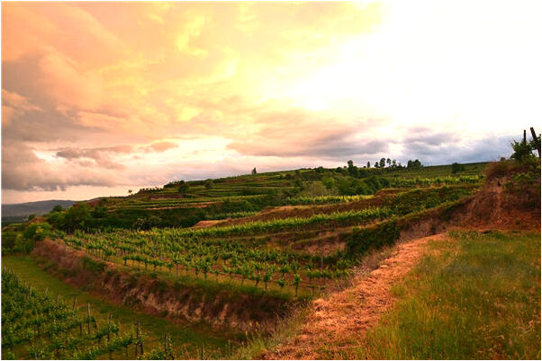 夢見林仕陳會是什麼預兆_周公解夢官網