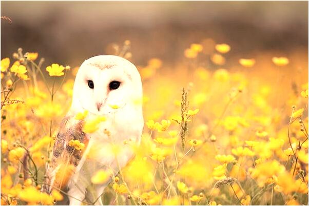 夢到借床睡覺會怎么樣_周公解夢官網