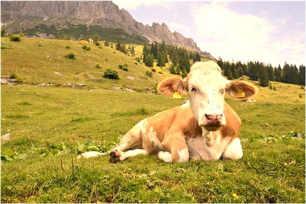 夢見別人咬破手指出血代表著什麼？_周公解夢官網