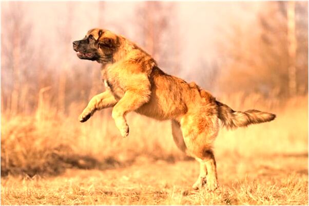 夢到了愛人身上都是螞蟻爬有什麼徵兆_周公解夢官網