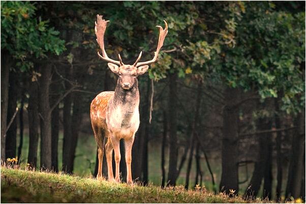 夢到了去世的媽媽說生的是兒子有什麼說法_周公解夢官網